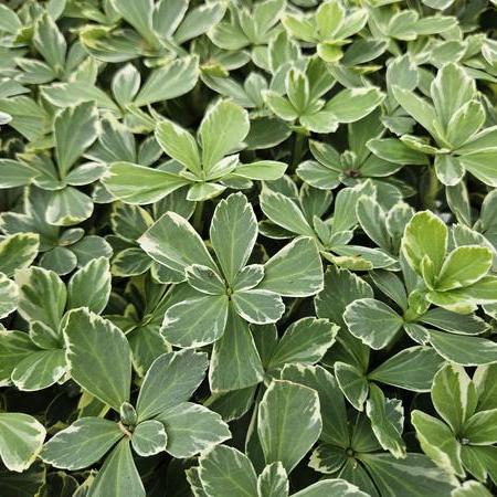 Pachysandra term. 'Variegata'