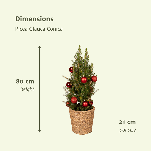 Picea Glauca Conica - Red