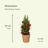 Picea Glauca Conica - Red