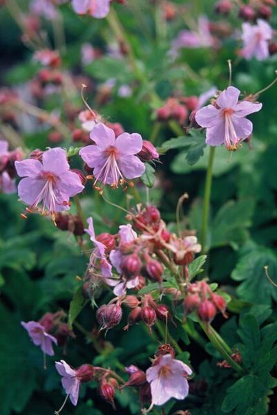 Geranium macrorrhizum