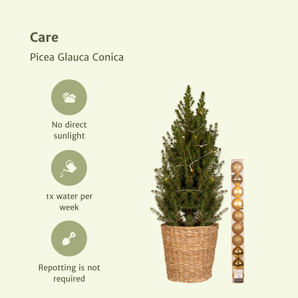 Picea Glauca Conica - Gold