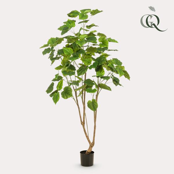 Kunstplante - Ficus umbellate - Afrikaanse vijg - 180cm