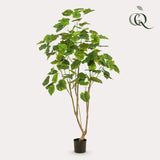 Kunstplante - Ficus umbellate - Afrikaanse vijg - 180cm