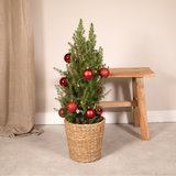 Picea Glauca Conica - Red