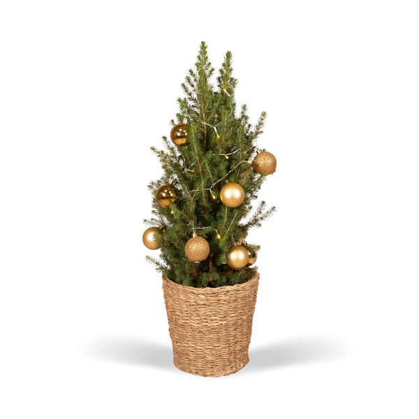 Picea Glauca Conica - Gold