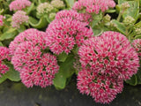 Sedum 'Herbstfreude'