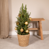 Picea Glauca Conica - Gold