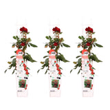 3x - Rosa Crazy in love 'Red' - ↨65cm - Ø15