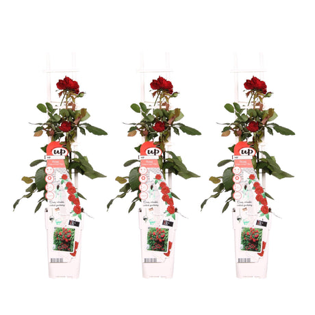 3x - Rosa Crazy in love 'Rød' ​​- ↨65cm - Ø15