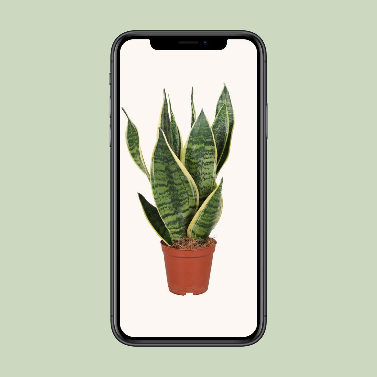 Sansevieria Trifasciata Futura Superba