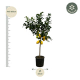 Citrus Lemon (Citroenboom)