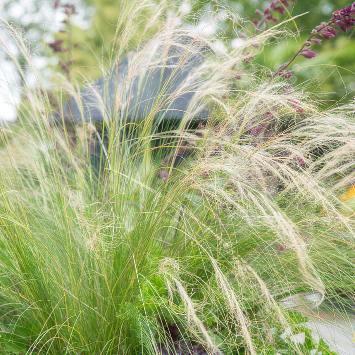 Stipa tenuissima 'Ponytails'