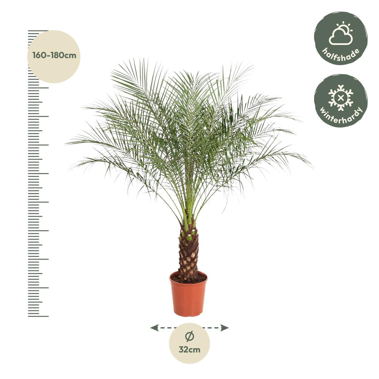 Phoenix Canariensis