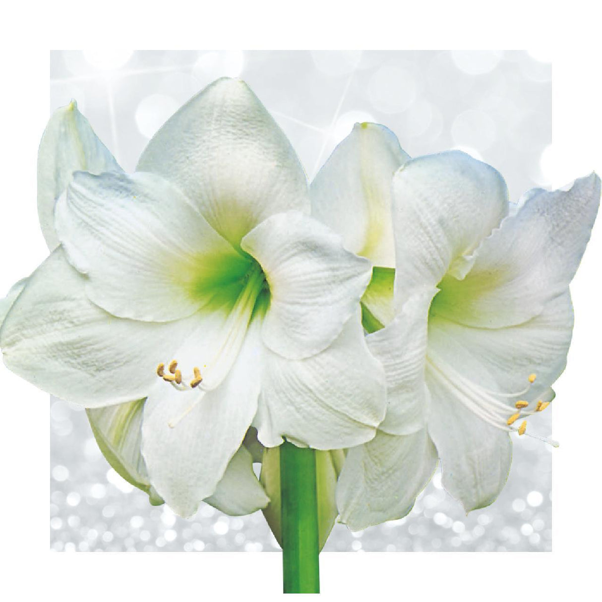 No Water Flowers® (voksamaryllis) | Naturalz Botanical Mix (3-pak) + Hvid blomst