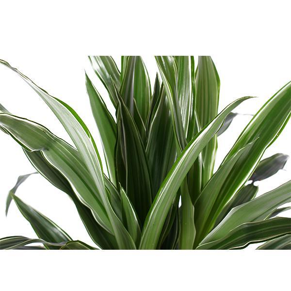 Dracaena Warneckii Ø21cm - ↕65cm i Albury BLACK print mand