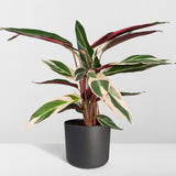 Calathea Triostar - Peacock Plantt - Ø19cm - ↕70cm