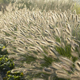 Pennisetum alopecuroides 'Hameln'