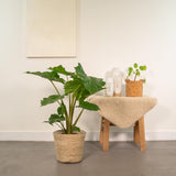 Alocasia Portodora - Ø21cm - ↕80cm + Mand Selin