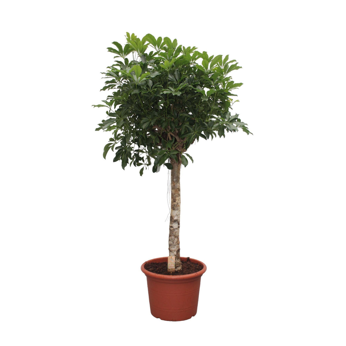 Schefflera Arboricola Compacta boom