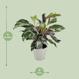 Calathea White Fusion - Ø14cm - ↕40cm