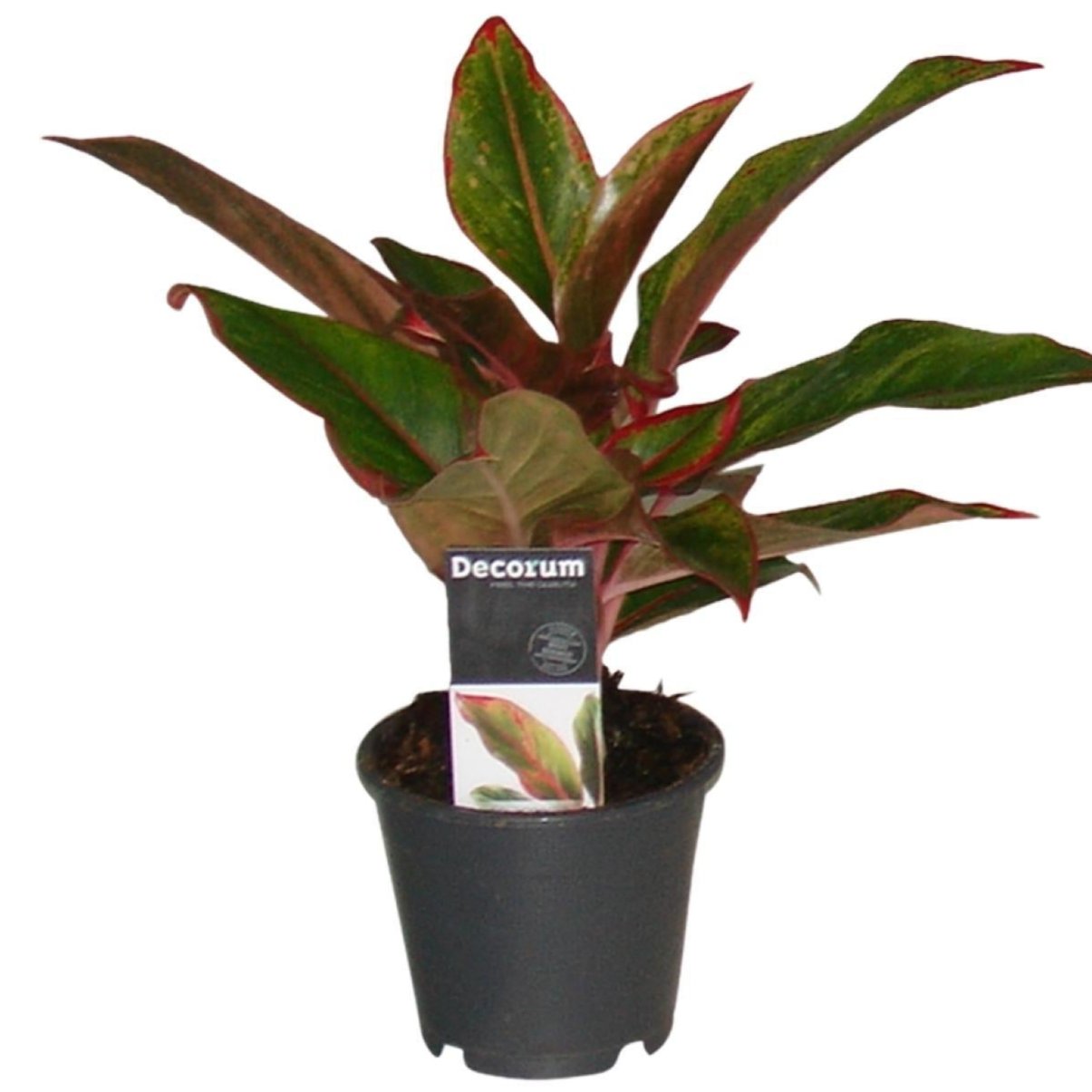 Aglaonema Crete - Ø12cm - ↕50cm