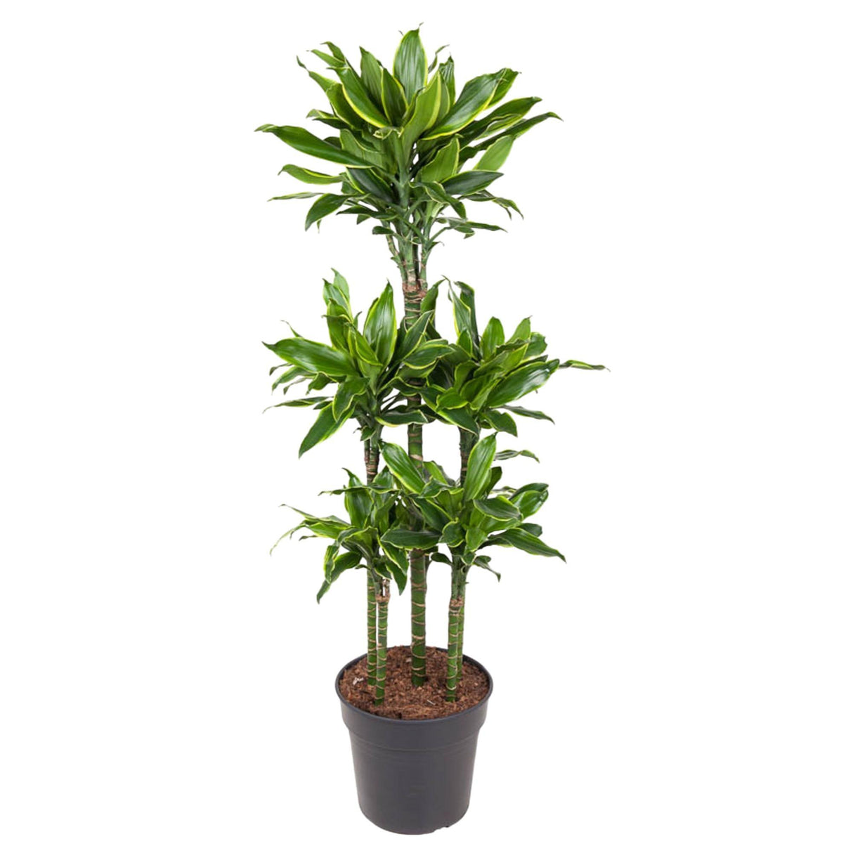 Dracaena Golden Coast Karrusel - 150 cm - ø31