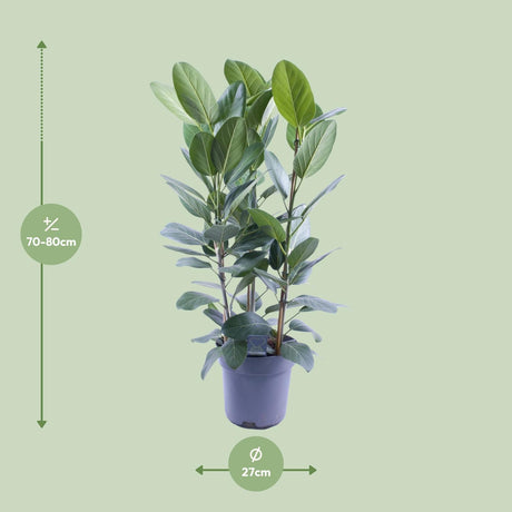 Ficus Binnendijkii Amstel King Gold