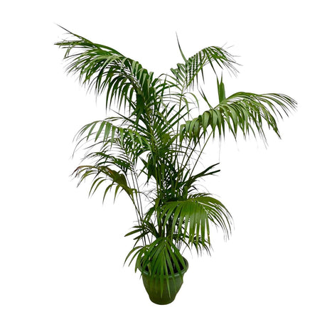 Kentia Palm