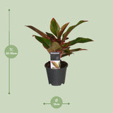 Aglaonema Crete - Ø12cm - ↕50cm