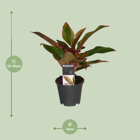 Aglaonema Crete - Ø12cm - ↕50cm