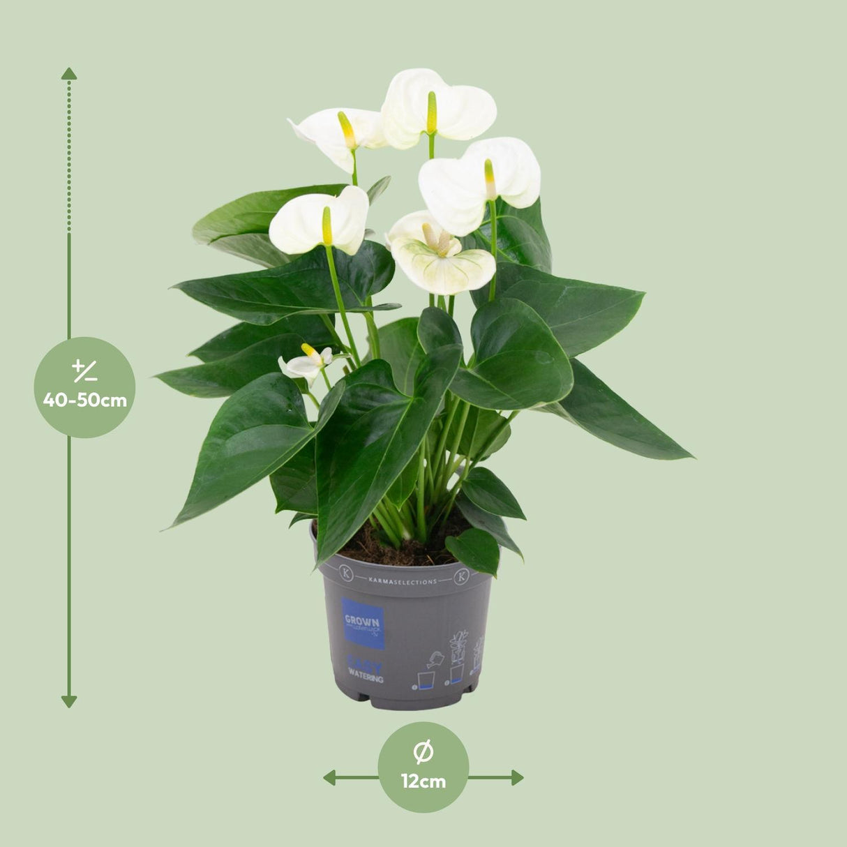 Anthurium White - Ø12cm - ↕43cm