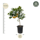 Citrus Pompelmo - 150 cm - ø40