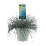 Festuca Glauca Intense Blue