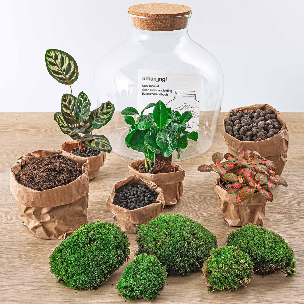 DIY terrarium - Fat Joe Coffea