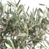 Olea