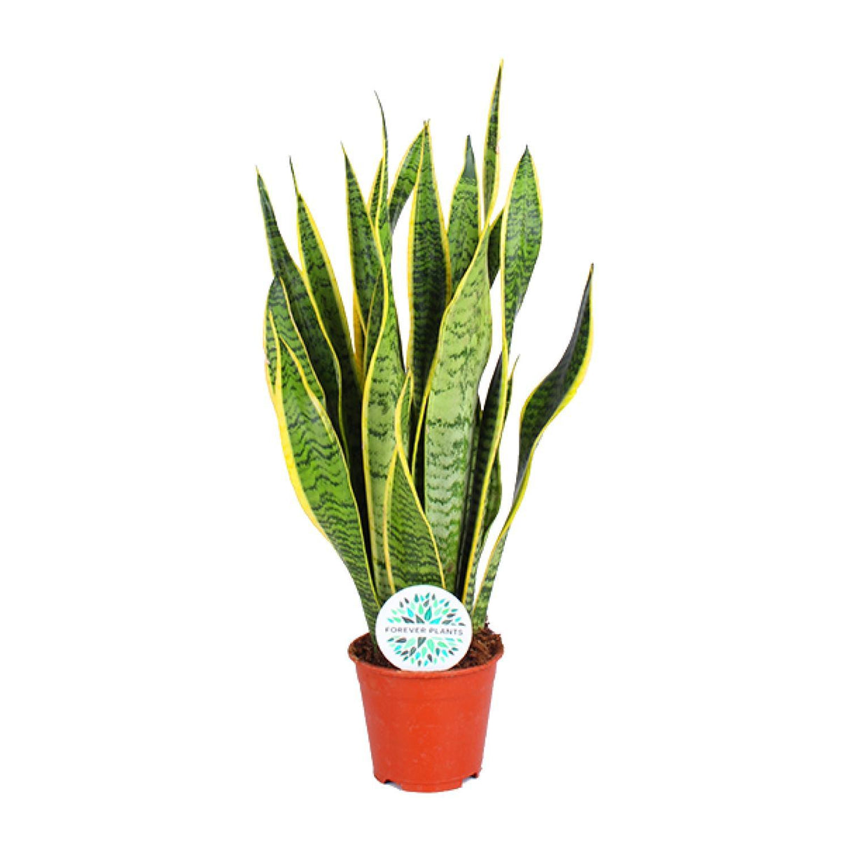 Sansevieria Trifasciata Laurentii