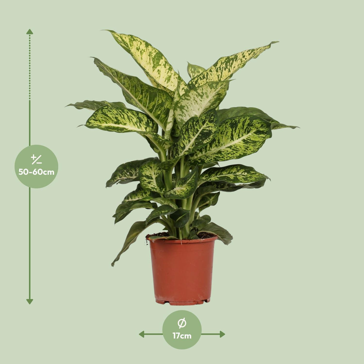 Dieffenbachia Mars