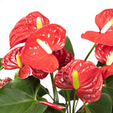 Anthurium Red - Ø17cm - ↕55cm - Ø17 - ↨55cm