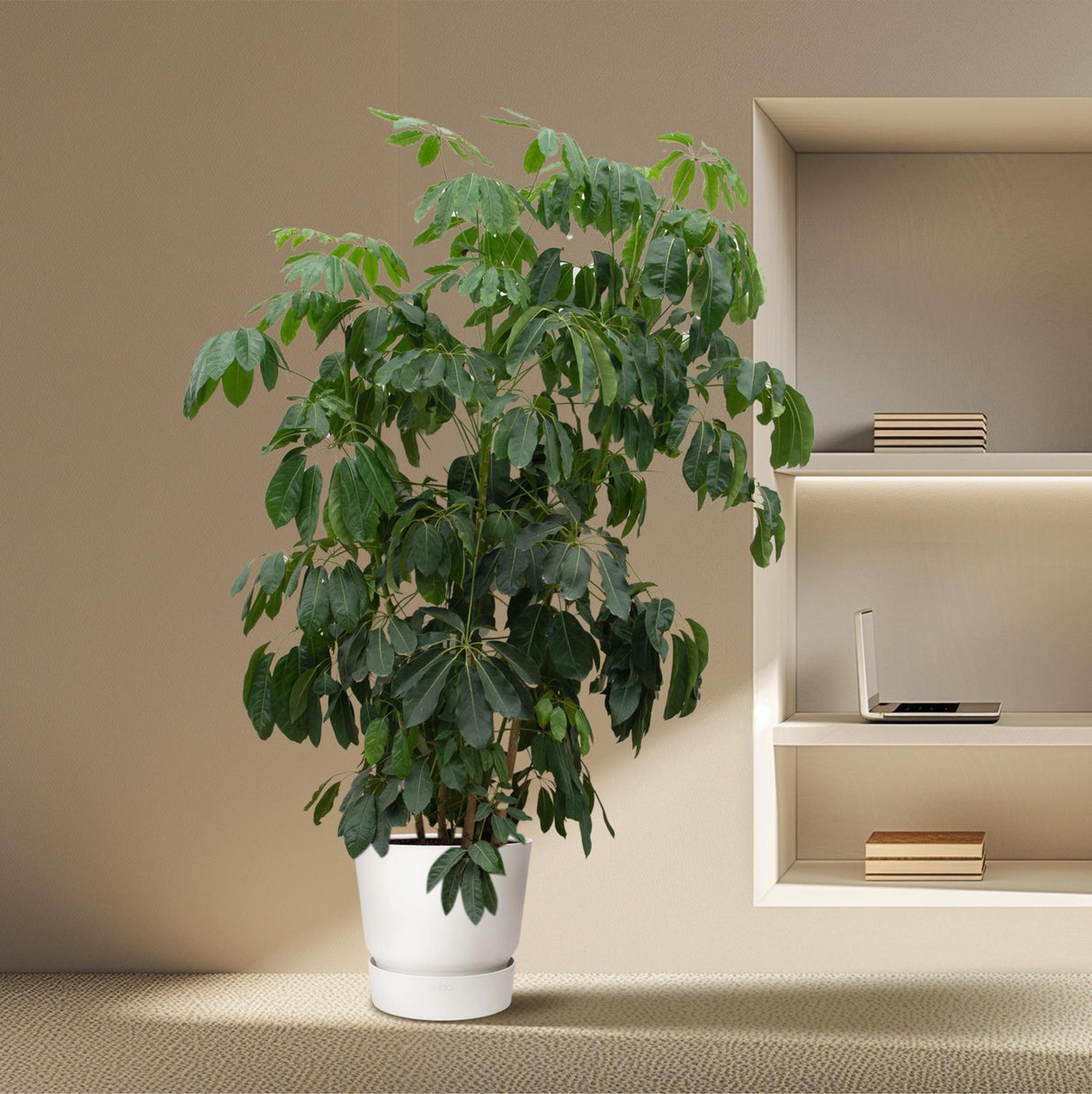 Schefflera Amate XL