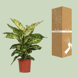 Dieffenbachia Mars