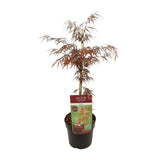 Acer palm. 'Garnet' - Ø19cm - ↕40cm