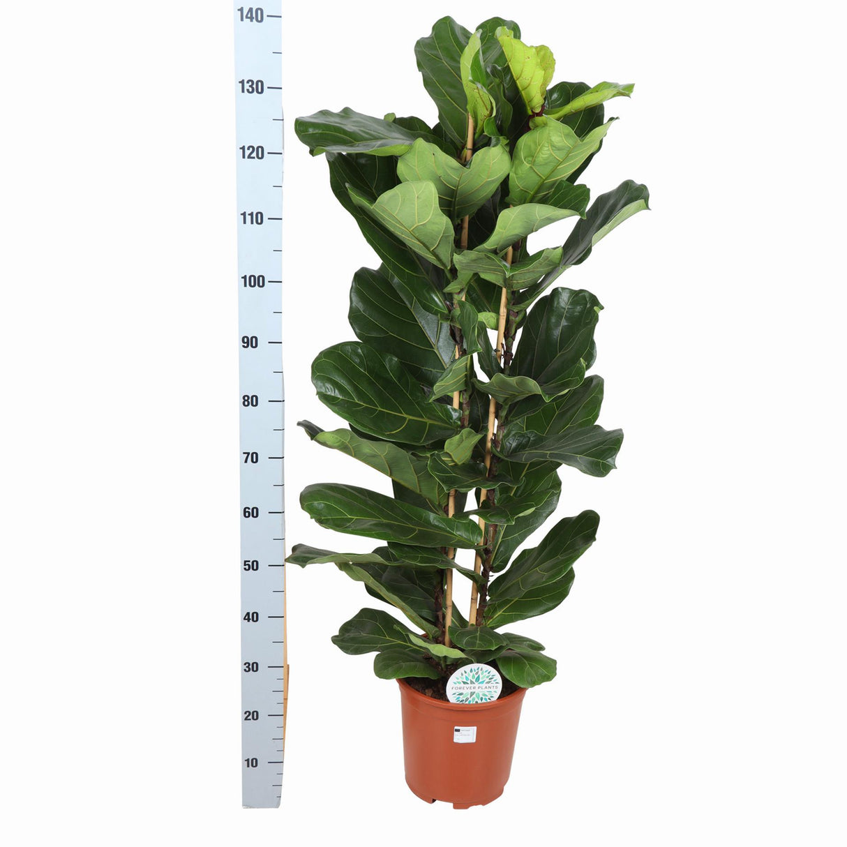 Ficus Lyrata Ø27cm ↕140cm i Boule WIT gryde