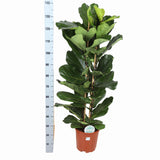 Ficus Lyrata