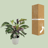 Calathea White Fusion - Ø14cm - ↕40cm