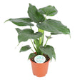 A potted Alocasia Cucullata plant with large, vibrant green leaves. The plant pot has a diameter of 21cm, and the plant stands about 80cm tall. Its leaves are heart-shaped, with smooth edges and slightly pointed tips, giving the plant a lush, tropical appearance.