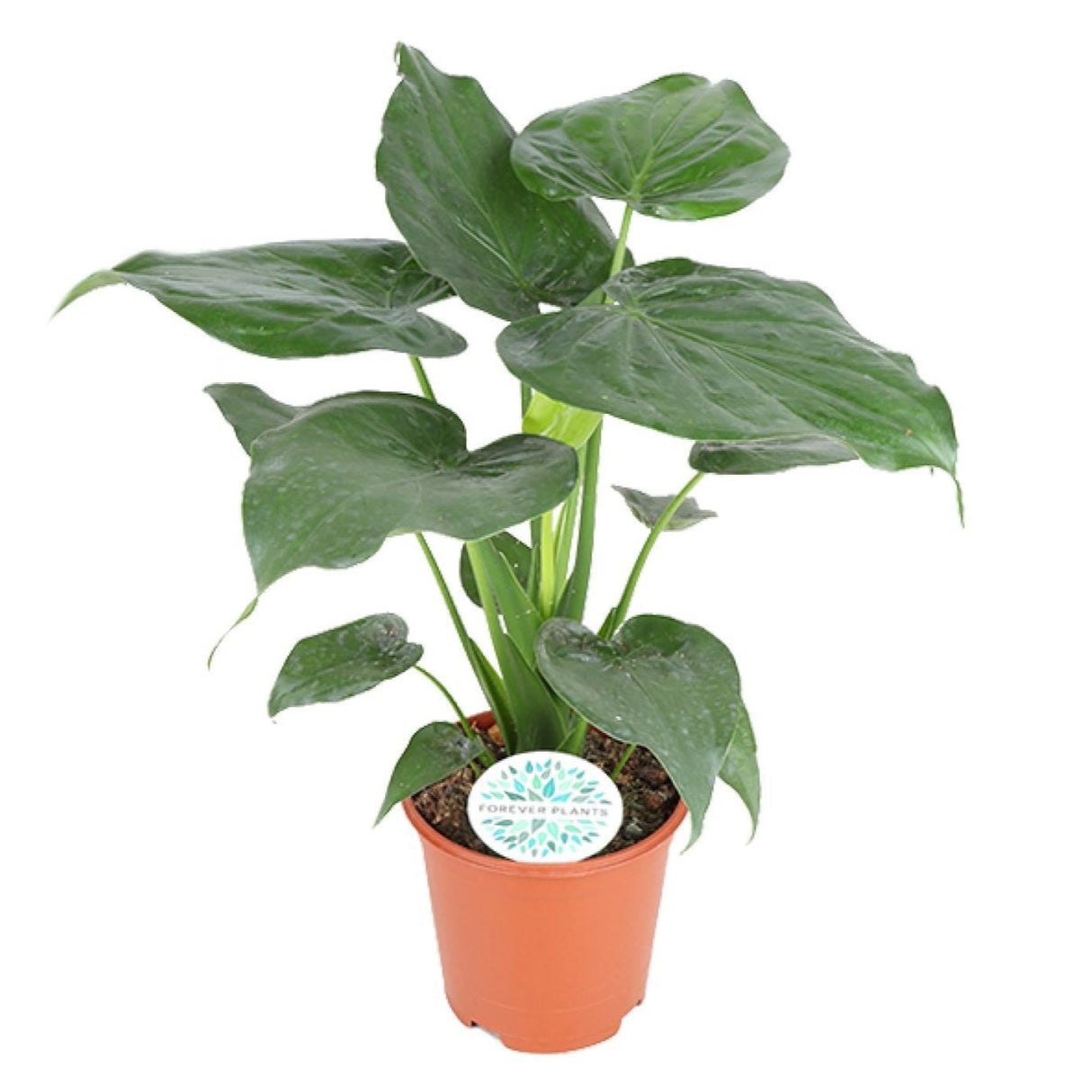 A potted Alocasia Cucullata plant with large, vibrant green leaves. The plant pot has a diameter of 21cm, and the plant stands about 80cm tall. Its leaves are heart-shaped, with smooth edges and slightly pointed tips, giving the plant a lush, tropical appearance.