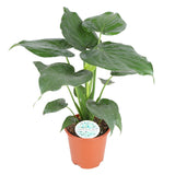 A potted Alocasia Cucullata plant with large, vibrant green leaves. The plant pot has a diameter of 21cm, and the plant stands about 80cm tall. Its leaves are heart-shaped, with smooth edges and slightly pointed tips, giving the plant a lush, tropical appearance.