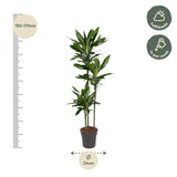 Dracaena Janet Lind