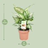 Dieffenbachia Compacta