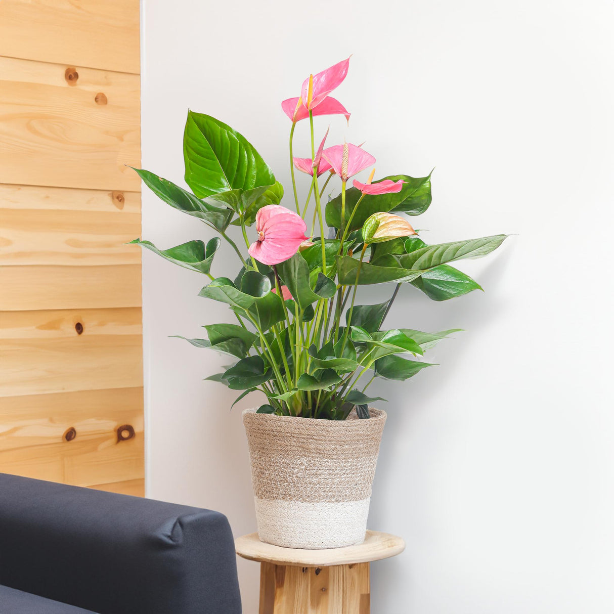 Anthurium Pink Explosion with Lisbon white basket - 55cm - Ø17